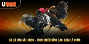 Đá Gà Cựa Sắt U888 – Trực Chiến Đỉnh Cao, Xem Là Cuốn