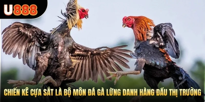 Chiến kê cựa sắt là bộ môn đá gà lừng danh hàng đầu thị trường