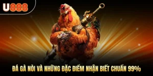 Đá Gà Nòi Và Những Đặc Điểm Nhận Biết Chuẩn 99%