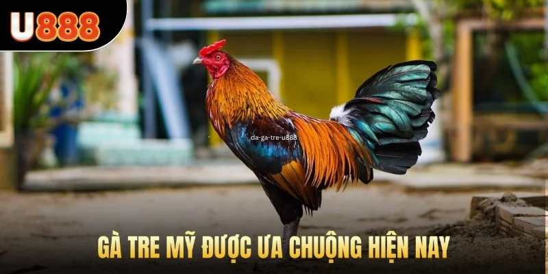 Gà tre Mỹ được ưa chuộng hiện nay
