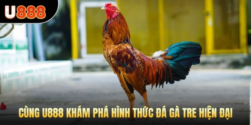 Cùng U888 khám phá hình thức Đá Gà tre hiện đại